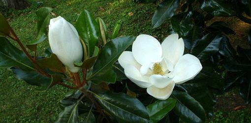 how-grow-magnolia-seed-5.jpg