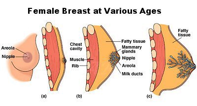 Breast Development â€“ Transgender Guide